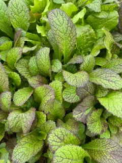 Brown Mustard thumbnail 3