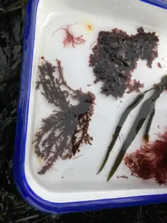 Plumaria plumosa thumbnail 2