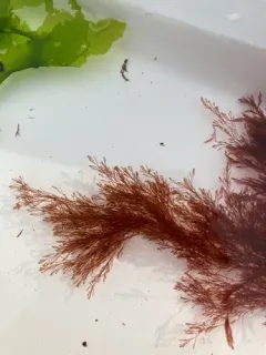 Polysiphonia stricta thumbnail 3