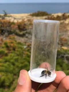 Blueberry Digger Bee thumbnail 4