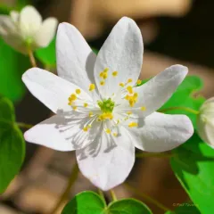 rue anemone thumbnail 3