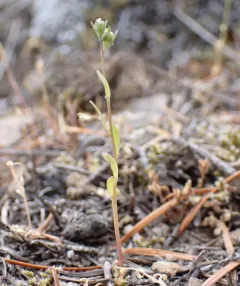 Texas toadflax thumbnail 2