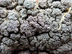Fuscopannaria maritima thumbnail 3