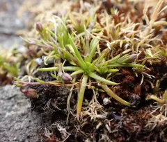 Sticky-stem Pearlwort thumbnail 3