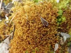 Rusty Beard-moss thumbnail 1