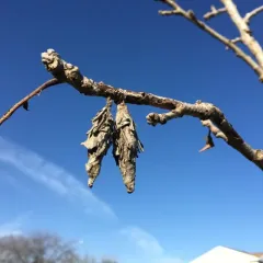 Evergreen Bagworm Moth thumbnail 2