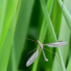Marsh Crane Fly thumbnail 4
