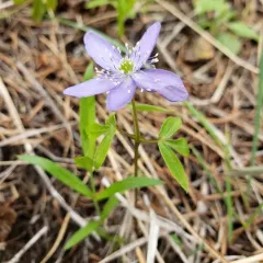 Oregon anemone thumbnail 2