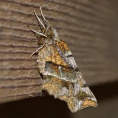Brown-tipped Thorn thumbnail 1