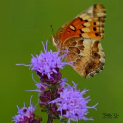 Variegated Fritillary thumbnail 2