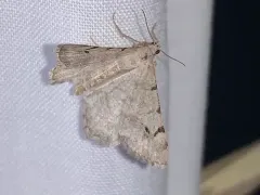 Digrammia delectata thumbnail 2