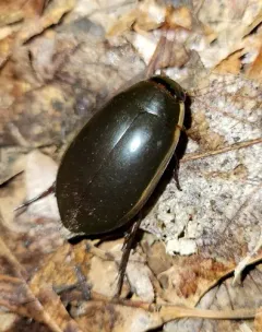 Fringed Diving Beetle thumbnail 3