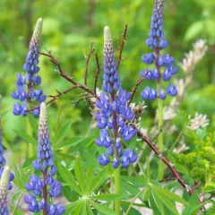 Large-leaved lupine thumbnail 3