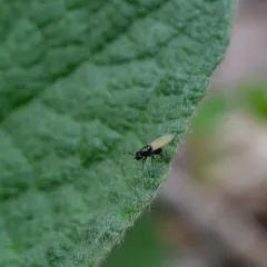 Lauxania shewelli thumbnail 2