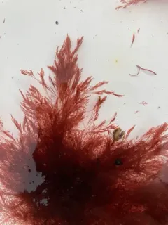 Antithamnionella floccosa thumbnail 1