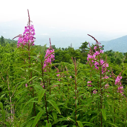 fireweed