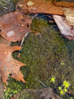 Warnstorfia Moss thumbnail 2