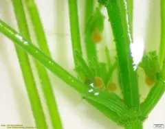 opposite stonewort thumbnail 2