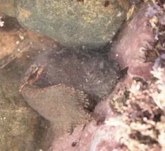 Atlantic Snailfish thumbnail 4