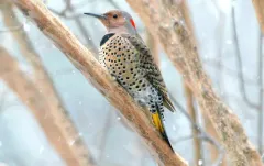 Northern Flicker thumbnail 5