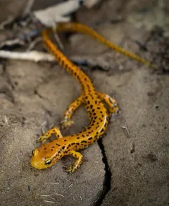 Long-tailed Salamander thumbnail 2