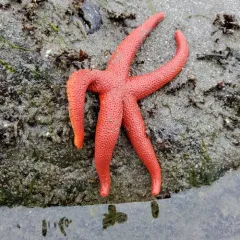 Pacific Blood Star thumbnail 4