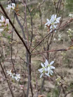 Intermediate Serviceberry thumbnail 4