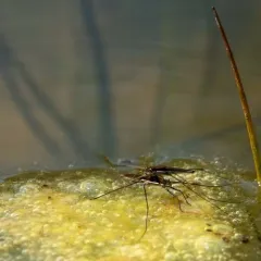 Kayak Pond Skater thumbnail 3