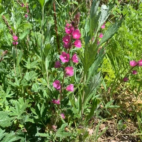 Rose Checkermallow