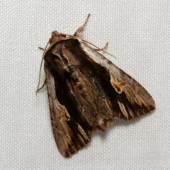 Bicolored Woodgrain Moth thumbnail 3