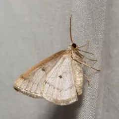 Gray Spring Moth thumbnail 2