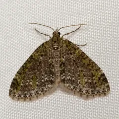 Olive-and-black Carpet Moth thumbnail 3