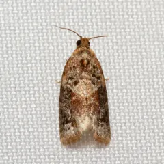 Red-banded Leafroller Moth thumbnail 3
