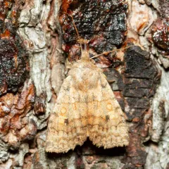 Three-spotted Sallow thumbnail 4