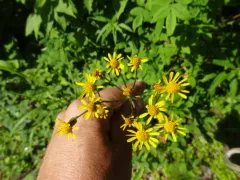 rayless mountain ragwort thumbnail 3