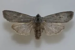 Lithophane contenta thumbnail 3
