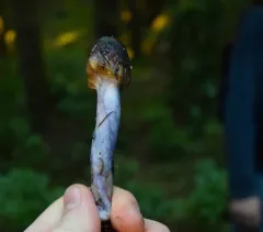 Cortinarius vanduzerensis thumbnail 2