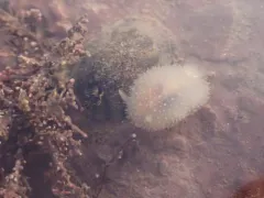 Hairy Spiny Dorid thumbnail 1