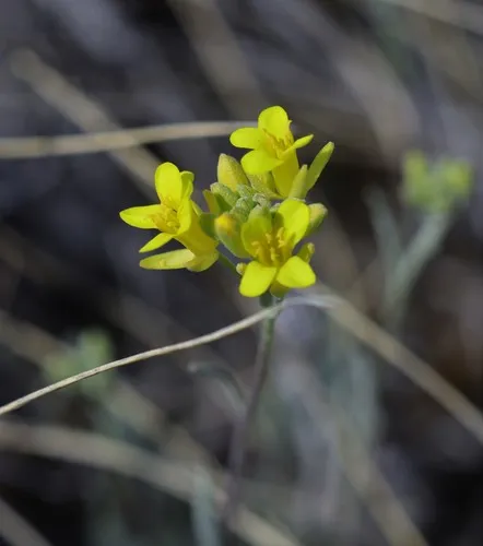 Douglas' Bladderpod
