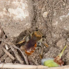 Colourful Willow Miner Bee thumbnail 2