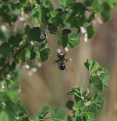 Pacific Digger Bee thumbnail 1