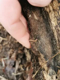 granulated millipede thumbnail 2