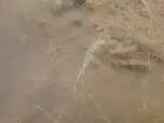 Corophium volutator thumbnail 2