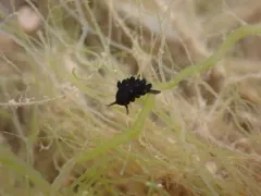 Dusky Sea Slug thumbnail 3