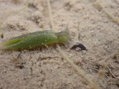 Eastern Emerald Elysia thumbnail 2