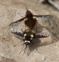 White-headed Bee Fly thumbnail 4