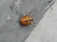 Humped bog orbweaver thumbnail 4
