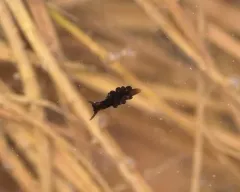 Dusky Sea Slug thumbnail 1