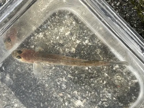 Bay Goby
