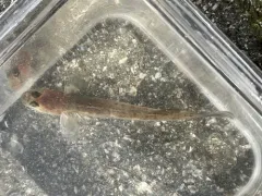 Bay Goby thumbnail 1